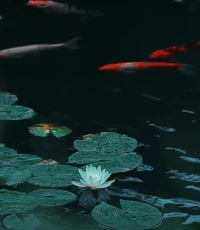 梅雨季，暑風(fēng)和，高柳亂蟬多。小園臺(tái)榭遠(yuǎn)池波，魚(yú)戲動(dòng)新荷。薄紗廚，輕羽扇，枕冷簟涼深院。此時(shí)情緒此時(shí)天，無(wú)事小神仙。配圖