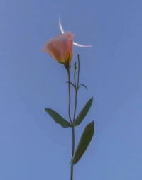 人在低谷，不談格局，生存才是王道。身處逆境，不談情懷，務實才是根本。任何人的底氣都來源于經濟實力，有錢能治愈一切自卑，光善良沒用，你要足夠強大和優秀 ！配圖