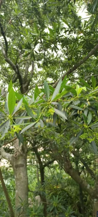 你知道5歲左右的兒童為什么經(jīng)常把人物圖像畫(huà)成頭足人像嗎？配圖