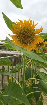 解離：很難表達的內在體驗，很難向別人表達。
解離反應：閃回
人格解體：離開身體，不能識別身體某部分或它們改變了大小，感覺在外界看起來像發生在自己身上的事情。
現實解體：感覺生活在夢里，周圍的人和事不真實。
認知—情緒脫離：靈魂出竅，不知道自己在做什么。
遺忘或時間感缺失：不能回憶創傷事件的某一重要方面，感覺只走神幾分鐘，實際卻很長。
身份轉換：層忘掉自己的名字，感覺體內有另外一個人。配圖
