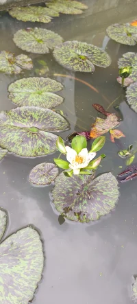 今日心理學小知識分享：
    自我實現預言：自我實現預言是指一個人對某個情況的預期或信念，無論它原本是否正確，最終通過影響個人的行為來促使這個預期成為現實例如，如果你相信自己能夠完成一項任務，你可能會更加努力工作，從而真的達成目標。反之，如果你認為自己會失敗，可能就不會盡全力，結果也許真的無法成功
    自我實現預言既有可能產生積極的結果，比如教育情境中的正向激勵，也可能導致負面后果，比如對一個人能力的低估限制了其發展機會。它強調了信念與行為之間的動態關系，以及它們如何塑造個人和社會現實的重要性。因此，在生活中的多個領域，理解和運用自我實現預言的概念，對于促進個體成長和社會進步具有重要意義哦。配圖