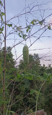 怎樣解決全能！自戀的問題呢？先解決客體的弱！配圖