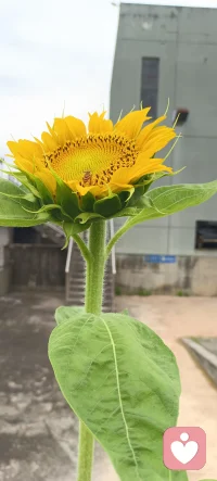 【自證陷阱】
我們在生活中被“栽贓”時，常常會急于辯解、忙于證明，可這正是栽贓者想要看到的，俗稱“扣帽子”，主要就是想讓你疲于爭辯，你就會被輕易地拿捏或者PUA。因為質疑可以源源不斷，惡意否認可以不遵從任何邏輯。配圖