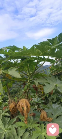 今日事，今日畢
今天要做的事情一定要在太陽(yáng)落山之前爭(zhēng)取把它做完，如果今天做不完  拖到明天  那么風(fēng)險(xiǎn)就大了  機(jī)會(huì)就沒(méi)了，這就叫【日落法則】！
人這輩子很多話，第一次想到說(shuō)你忍住沒(méi)說(shuō)，那么你可能以后就沒(méi)機(jī)會(huì)說(shuō)了，很多事情你第一次想到做，你又沒(méi)做！那么可能以后永遠(yuǎn)沒(méi)機(jī)會(huì)做了！
小事要有執(zhí)行力，大事要有穩(wěn)定力配圖