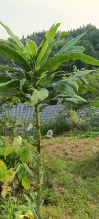 个体将自己无法接受的情绪，欲望，冲动或特质（尤其是负面或令其感到焦虑的部分）无意识地“转移”到他人身上，认为他人具有这些特征，而非自己。————投射