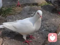 【威慑效应】
本质是通过暗示惩罚后果，来阻止某种行为。但很多人把它用成了“恐吓战术”，忽略了三个致命漏洞：

1. 逆反心理作祟  
   当人感到自由被剥夺时，会像弹簧一样拼命反弹。这就是著名的“心理抗拒理论”——你越说“不准”，我越要试试。  
2. 威胁可信度破产
再撒谎就让警察抓你！——孩子很快会发现警察根本没来。虚假威胁就像“狼来了”，说多了连真警告都没人信。
3. 恐惧转化为对抗 
   持续的威胁会让对方从“害怕惩罚”变成“思考如何对抗”。就像员工把“扣奖金”的威胁，转化为“偷偷摸鱼”的智慧。 

当你放下：再不听话就…的句式，开始说：如果我们一起…就会…，你会发现——那些曾经对抗的人，终于愿意回头牵你的手。