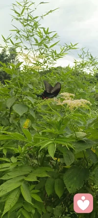 我都是为你好，是世界上最温柔的绑架。

如何识别共生绞杀关系？
如果你在关系中经常出现以下感受，可能需要警惕：
1：当你做自己想做的事时，总会担心让对方失望
2：即使是小事，也习惯性征求对方意见
3：分不清哪些情绪是自己的，哪些是对方的
4：不清楚自己真正喜欢什么，可能突然发现自己多年来一直在从事对方认为“好”的职业，而非自己热爱的
5：因为对方不喜欢而逐渐疏远其他亲友