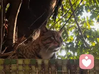 靜靜觀想，心上有縫，記憶有隙。而真正的修復，或許并不是假裝一切從沒有發生，回到光潔如新的從前。而是鼓起勇氣，承認傷痕的存在，然后去接納、去粘合、去修飾。于是，傷痕將被光明正大地鍍亮。那傷痕也不再是終結，而成為一抹獨特的閃耀之處，在溫潤的底色上熠熠生輝。