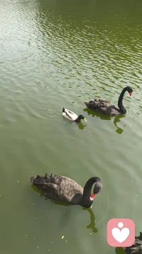 情绪情感的健康功能：在一般人的情绪生活中，常是苦多于乐。在喜怒哀乐爱惧恨中，正面情绪占3/7，反面情绪占4/7。情绪对健康的影响是众所周知的，积极的情绪有利于健康，消极的情绪会引起人的各种疾病。我国古代《皇帝内经》中就有“怒伤肝，喜伤心，思伤脾，忧伤肺，恐伤肾”的记载。