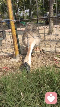 性格差异与性格态度特征
性格是一种与社会最密切相关的人格特征，在性格中镶嵌了许多社会道德含义，它是后天在社会环境中逐渐形成的，是人的最核心的人格差异，受人的价值观、人生观，世界观影响，所以性格有好坏之分，提现了一定的道德评价性。
人们对自己、对他人、对集体、对事物有各自不同的态度，提现在价值观和世界观上，这些态度上的差异会直接影响到他们的为人处世。
以上是性格的差异与态度特征。其次性格还有理智特征，情绪特征和意志特征。