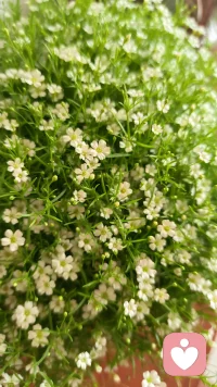 群体及群体的作用
群体也称团体，指为了一定的共同目标，一定的方式结合，彼此之间存在相互作用，心理上存在共同感和相互认同的两人以上的人群。
群体生活是人类心理健康发展的重要保障，它的主要功能有：1.给成员以心理上的归属感。同一群体的成员在共同的活动中表现出观念与行为的一致性，当于其他群体比较时，成员就会产生一种属于自己群体的感觉，这就是归属感（情感方面的影响）2.使成员具有认同感。同一群体的成员对重大事件和原则问题的认识倾向于与群体保持一致。当个人对外界情况不明时，这种认同就会发生很大的相互影响，有时甚至是盲目的（比如在认知方便的影响）3.使成员获得社会性支持当个体的思想和行为符合群体要求时，就会受到群体的赞许和鼓励，使个人获得社会性支持，从而强化了这种与群体的一致性（主要表现在行动方面的影响）。