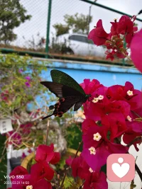 【我放下-海灵格】
我放下不属于我的责任，我放下他人的期待与评判。
我尊重你的命运，也请你尊重我的旅程。
我把你的情绪还给你，
我把我的力量留给我自己。
我不再为你的快乐负责，我也不再要求你为我的痛苦负责。
我承认我们曾经的缘分，也接受我们此刻的分离。
在更大的系统里，
我们各有各的位置。
我放下纠缠，
我放下对抗。
我带着爱和尊重，
将你安置在我心里的一个角落。
然后，我转身，走向属于我的生命配图