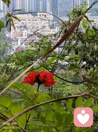 【清明节的由来】
主要融合了两个古老节日： 
1.寒食节相传源于春秋时期，纪念介子推。晋文公重耳流亡时，介子推曾割股奉君；后来重耳登基，介子推隐居绵山不愿为官。晋文公放火烧山想逼他出山，却导致介子推母子被烧死。为纪念他，晋文公下令这一天禁火冷食，称为寒食节，后来逐渐与清明合二为一。
2.上巳节古代三月三的踏青、沐浴、迎春习俗，也融入清明，形成了既有祭祀又有春游的双重内涵配图