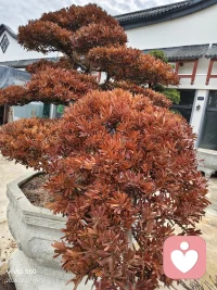 自控力，是人的一种自然而然的行为表现。这种行为表现是受一个人内在对世界的认知、思考习惯、思维逻辑等因素的驱动后所展现出来的一种个人状态。所以，在没有自控力的人看来，坚持投入地做有价值的事，推迟满足感，抑制住欲望等，是十分困难的，而拥有自控力的人就能做到，甚至是轻而易举。
一个有自控力的人，不会去思考“什么是自控力”“怎样拥有自控力”“怎样才是有自控力的表现”这些问题，他会不假思索地在做事过程中展现自己的自控力。比如，她正在抵制美食的诱惑而努力锻炼，他正在全神贯注地做着自己的事业，他正在一丝不苟地看着书……
有自控力的人做事，的确符合自控力的定义，但他却不是为了让自己成为一个有自控力的人，不是为了让自己的行为符合自控力的标准，他所关注的是事情本身，而不是为了符合某个名词的概念。