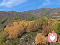 2026.10.6美好三件事
1.…感恩...xjjl的案例…《黄帝内经》讲小儿“脏气清灵，随拨随应”。孩子脾胃不和、睡不安稳、容易外感，很多时候，是说不出的压抑、紧绷、惊吓，先堵了气机，身体才发出信号。

2.....感恩..ls的案例...     最好的儿推，一半调脏腑，一半安心神；
先看见他，再调理他，身与神同养，才

3.…感恩...nbxlgssfz的案例.....- 很多小儿反复不适，根源不在药，在未被接住的情绪。
​
