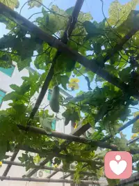 感受不到爱的时候！
人是没办法撒娇的！
 
撒娇和粘人从来都不是天生的而是被爱滋养出来的！
是在爱人面前的自然流露！
是一颗心确认了自己绝对安全才能释放孩子气！
 
一个满眼都是你的人不论多少岁他都会把你宠成孩子！
只有被安稳的爱意包裹才敢卸下铠甲任性撒娇安全感不足的人
总会下意识藏下所有温柔…