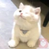 背着猫猫跑吧