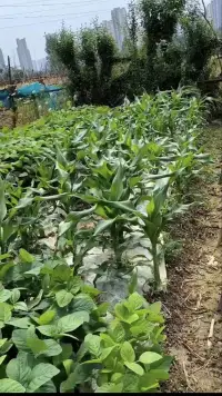 今年的前兩朵梔子花來了，媽媽的小菜園長勢良好，帥哥的研究生也馬上畢業了，馬上開始小米總部的職場生涯，一切都很好，我創造我生活的美好環境。[咖啡][咖啡][咖啡]配圖