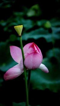 難逃的魔咒：
如果一個(gè)人，小時(shí)候
父母經(jīng)常吵架，在擔(dān)驚受怕中長(zhǎng)大
童年的記憶中沒有愛與安全！更沒有快樂與幸福
那么，在未來的婚姻里，他（她）就是一只驚弓之鳥
很難全心投入地愛一個(gè)人
也很難接受另一個(gè)人的愛
因?yàn)椋瑦鄣男嵊X已經(jīng)喪失
他（她）沒有愛的能力
?愛的能力跟貧和富沒有關(guān)系配圖
