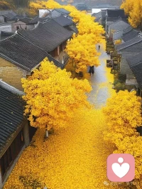 世界上沒有無緣無故的
相遇或者離開
愛或者怨恨
都只是 遇見了自己......[玫瑰][愛心]
——薩提亞配圖