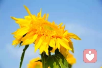 壓力、焦慮、迷茫，這些情緒就像烏云，時不時會遮擋住我們內心的陽光。但別怕，每一次的挑戰都是成長的機遇，每一次的困惑都是自我認知的突破。配圖