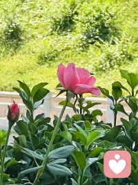 在时光长河的幽深处，心灵仿若静谧的幽林，每一缕思绪都是穿过叶隙的风，有时轻柔低语，有时悄然呜咽。于喧嚣尘世的漩涡里，寻一方安宁的心田角落，盛下月光的澄澈，安放灵魂的疲惫与期冀。 生活的画卷在眼前徐徐铺展，心若笃定，便如锚之于海，任波涛汹涌，亦能稳坐人生的舟楫，驶向彼岸的繁花盛景。 心灵的天空，偶有阴霾密布，然每一场心灵的风雨，皆是成长的洗礼，洗净铅华，方见内心深处那熠熠生辉的星芒。配图