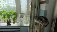 本具自足配圖