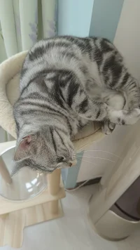 本具自足配圖