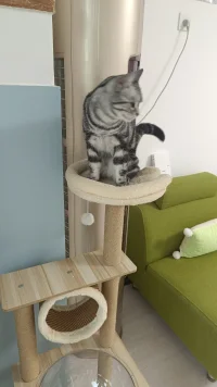 本具自足配圖