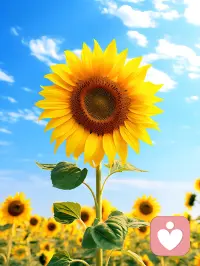 Rise and fall like the sun without losing its splendor.
要像太阳一样有起有落不失光彩配图