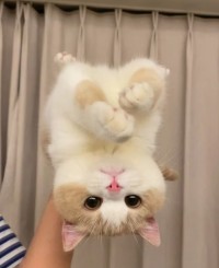 有时候你得倒着看世界……
​不信你看

黄瓜是绿瓜
等红灯，其实等绿灯
​生鱼片，其实死鱼片
救火，其实要灭火
​生前，其实死前……
​原则上行，其实不行
​原则上不行，其实行……
​
​世界真好玩儿配图
