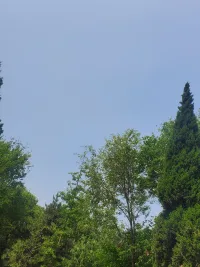 我看到了一只美麗的小鳥，你呢……配圖