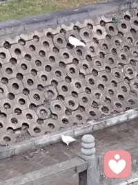 鴿子寶寶無憂無慮的生活，，，配圖