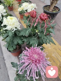 你連自己的情緒都控制不住，怪不得對象說你“癡情廢物”配圖