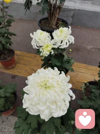 你連自己的情緒都控制不住，怪不得對象說你“癡情廢物”配圖