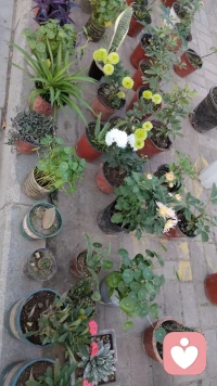 即使以后永不相見也會對你思念
縱然相思入骨，也不忍送信打擾
就算天人永隔對你即家人的愛不減半分配圖