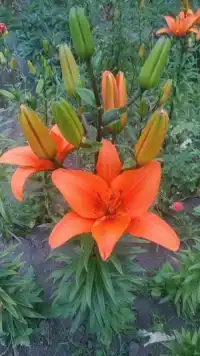 真爱是没有条件的接纳和付出。诱惑是有条件的给予，然后从你这里得到自己想要的东西。这个世界诱惑太多，防不胜防。配图