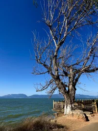 由于地區不同，海拔高度不同，緯度不同，樹木的形狀大小也不盡相同，總之樹木的生態應條件不同長相也就不同，我們人也是如此！配圖