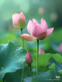 沒(méi)有淤泥就沒(méi)有蓮花配圖