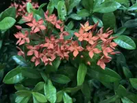 ❤️无论你是否富有，无论你有怎样的社会地位，你都免不了烦恼，甚至有些烦恼是自找的。因为人是现实的，不是超脱凡俗的圣人，既然这样，我们就要学会善于淡化烦恼，忘记烦恼。

那么，如何才能淡化和化解烦恼呢？你可以试试以下方法：
1️⃣反方向思考。
如果发生了什么天灾人祸，死伤多人，是为不幸。而对于那些幸存者，莫不是最大的庆幸；

2️⃣把一切交给时间。
时间能治愈好一切痛苦。倘若你主动从时间的角度来考虑一下，心中对烦恼之事的感受程度可能就会大大减轻。比如，如果你失恋了，刚开始的第一个月，你痛苦万分；第二个月，你心有隐痛；第三个月，你便能走出过去，重新开始新的生活。

3️⃣不要逃避。
现实已经摆在眼前，我们再后悔、哀婉都无济于事，我们要做的就是先接受现实，然后进行弥补，最大可能地减少损失，否则过多的后悔、不休的责备，不仅于事无补，而且还会扩大事端，增加烦恼。

4️⃣做事件的旁观者。
俗话说：旁观者清，当局者迷。就烦恼之事来说，也是如此，置身于烦恼之中的人，往往执著一点，甚至钻“牛角尖”，千丝万缕难找头绪，甚至自己无法控制自己，此时局外旁观者的劝导，往往可以起到指点迷津，淡化烦恼的作用。

❤️💚如果你正处于烦恼之中，你不妨从旁观者的角度思考一下。请记住一句话：烦恼就像天空上的一片乌云，如果你的心中是一片晴空，那么烦恼不会对你有丝毫影响。配图
