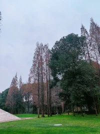 真正的接納不是忍耐，更不是強迫自己接受現實；而是一種允許，知道它就在那兒，承認它沒法真的消失。

因為我們都經歷過：
極力否認，與各種情緒和念頭抗爭不休，
只會與這些想丟開的東西糾纏得更深，
倒不如，放開它，不被它勾住，
看見、想到，就如同落葉滑過，隨它來去；
于是我們騰出了空間和心力，關注當下，活在當下。配圖