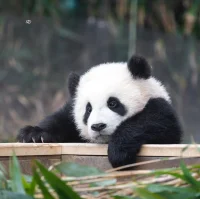 懂事從來都不是一個(gè)美德，
本質(zhì)上是一種殘忍。
它是過早的將孩子的一些需求，一些天性，
甚至是一些正當(dāng)?shù)谋磉_(dá)，
都給閹割掉，給壓抑住了。
然后讓孩子變成一個(gè)沒有自我感知能力，
去討好別人的人。

所以懂事的孩子，
都不用談成功。
他在未來的人際交往過程中，
就會(huì)有很多煩惱和困擾。
因?yàn)楫?dāng)他每一次想要表達(dá)自己的需求時(shí)，
都會(huì)覺得我不值得。配圖