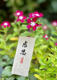我看見你的敞開，并擁抱你的敞開。
我看到其實我也正在敞開。

我看見你的付出，不帶任何條件。
我看到其實我也學會將自己分享。

我看見你的純粹，只是做自己想做的事，愛自己想愛的人，走自己想走的路，痛了就哭、喜了就笑、累了就歇、好了就走，我也看到了自己。

如果對于看見，只是看見，并接納所有的看見，而不要想要馬上去改變。
透過看見，我看見了自己，也看到，生命原本的純粹與全然。

                                                            文/魯米配圖