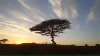 就像非洲貧瘠的土地上的這棵樹，面對人生，有的人選擇了救贖自己，很感動很榮幸能做一個這樣的傾聽者和陪伴者，加油?配圖