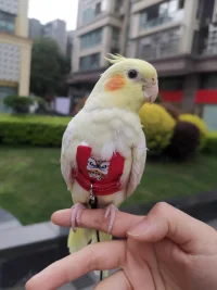 搜索了一晚上，和來訪者搞定了小鳥飛行服加飛行繩，安全又好玩！再也不用擔心鳥兒飛跑了，好開心(*^▽^*)，養寵物的樂趣是真的很多！配圖