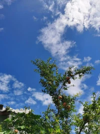 空著手 猶如你來的時候
緊皺的額頭 終於再沒有苦痛
走得太累了 眼皮難免會沉重
你沒錯 是應(yīng)該回家坐坐
鳴笛聲 悄悄地刺進(jìn)耳朵
這一次揮手 恐怕再沒機(jī)會問候
最後一遍了 換你躲進(jìn)我雙肘
像靠在 曾搖動我的天空
別說話 淚水你別帶走
鏡子里的我 已留下你 輪廓上的笑容
別回眸 末班車要開了
你不過先走 深愛是讓不舍離開的人 好好走
鳴笛聲 悄悄地刺進(jìn)耳朵
這一次揮手 恐怕再沒機(jī)會問候
最後一遍了 換你躲進(jìn)我雙肘
像靠在 曾搖動我的天空
別說話 淚水你別帶走
鏡子里的我 已留下你 輪廓上的笑容
別回眸 末班車要開了
你不過先走 深愛是讓不舍離開的人 好好走
別牽掛 約好我們再見
散步的午後 要像從前 再挽著手?jǐn)⑴f
別逗留 末班車要開了
路到了盡頭 回頭是爲(wèi)永留心口的人 好好走配圖