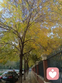 北平的秋天很美，Amazing Yellow
?結(jié)廬在人境，而無(wú)車馬喧。?
?采菊東籬下，悠然見南山。?
?山氣日夕佳，飛鳥相與還。?
?此中有真意，欲辨已忘言。配圖