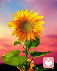 有時(shí)候，
換個(gè)視角看世界，
世界竟然變更好了；
有時(shí)候，
換個(gè)環(huán)境再看看自己，
你竟然也比原來(lái)更幸福了。
當(dāng)在一個(gè)環(huán)境不如意時(shí)，
休息一下，換個(gè)地方，
對(duì)自己微笑一下……配圖