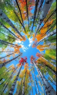 心情不好的時候，
抬頭看看大樹，就會忘記煩惱。
所以，
我常常在一棵大樹下駐足，
抬起頭感受著春天的洗禮，
讓陽光的沐浴 、微風化去所有的煩惱，
陽光、花草、樹、鳥鳴….
一切的一切都是如此的輕鬆且美好 。
閉上了雙眼，只剩下心跳和自己內在的連結，
宇宙的旋轉在此刻也成了大地與我獨特的信號，
真好呀！
陽光奮力從樹的間隙穿越時 …
我感受到的是被圍繞的幸福。
如果…
您鬱鬱寡歡、痛苦不堪，受著煎熬，
讓自己靜靜感受一下就會變得美好，
即使這個世界有爛事、很多的不真實，
也總會有人用盡全力來愛你、守護你、溫暖你、療癒你。配圖