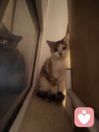 生命是如此難得的禮物，
一個我們必須分享的旅程，
一個去愛，去笑，去學習的機會，
為了充分利用每一個轉折點。

生命確實是一件珍貴的東西，
一顆生長的種子，一顆種下的種子，
一個綻放、茁壯和閃耀的機會，
抓住今天，讓它屬于我。

生命是一個謎，又深又廣，
一條我們都必須決定的道路，
有機會追蹤它的走向，
種下新的根，播下新的種子。

人生是一場旅程，一條曲折的路，
一個等待講述的故事，
一個愛與被愛的機會，
像雪白的鴿子一樣用翅膀飛翔。

人生就是一瞬間，轉瞬即逝，
一眨眼，它不會持續下去，
一個充分利用時間的機會，
把每一天都當作是崇高的。

生活是一位老師，睿智而真誠，
一個能指導我們度過難關的導師，
一個從每一次痛苦中學習的機會，
在陽光和雨中跳舞。

生命是一種福氣，一種珍貴的東西，
一首我們必須唱的交響曲，
一個找到我們內心聲音的機會，
做出改變，并為此歡欣鼓舞。

生命是一份禮物，是一件需要珍藏的寶物，
一個尚未被講述的故事，
一個書寫我們命運的機會，
讓我們的生活如此充實和自由。

所以要珍惜每一刻，每一天，
讓你的心靈和靈魂出來玩耍，
因為生命是寶貴的，一份如此難得的禮物，
一個我們必須分享的旅程。配圖